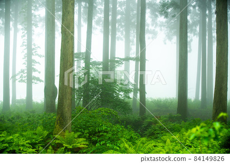 Shiga prefecture Takashima-shi Imazu town Hikibu shrimp colony shoots early in the morning Shiga prefecture Takashima-shi Imazu town Hikibu shrimp colony shoots early in the morning 84149826