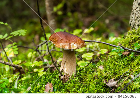 Russia. Leningrad region. August 29, 2021. An edible white mushroom sprouted through fallen branches and leaves in a clearing in the forest. Russia. Leningrad region. August 29, 2021. An edible white mushroom sprouted through fallen branches and leaves in a clearing in the forest. 84150065