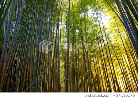 竹林和陽光 竹林和陽光 84150179