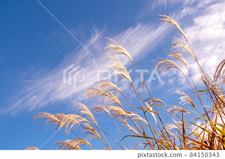 Shirakawa-go in late autumn, blue sky, white clouds, shining Japanese pampas grass Shirakawa-go in late autumn, blue sky, white clouds, shining Japanese pampas grass 84150343