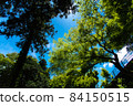 透過樹木看到的藍天 84150515