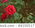 雨後盛開的紅玫瑰 84150517