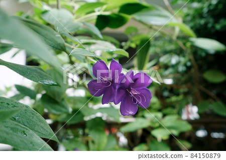 Purple flower petals Purple flower petals 84150879