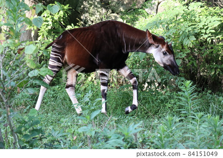 Okapi of the Kanazawa Zoo 84151049