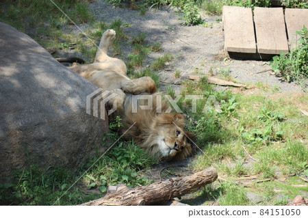 Relaxed lion at Asahiyama Zoo 84151050
