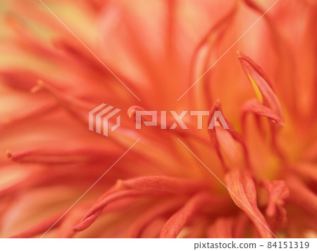 Pink chrysanthemum flower Pink chrysanthemum flower 84151319