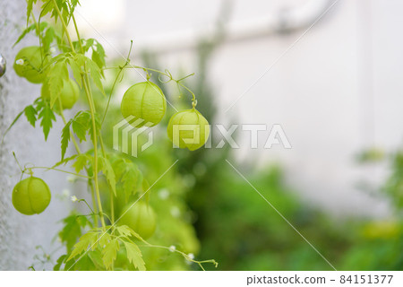 Fresh fruit young fruit Fresh fruit young fruit 84151377