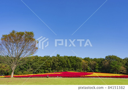 [Saitama Prefecture] National Musashi Kyuryo Forest Park West Exit Hiroba Flower Field (Feather Celosia) 84151382