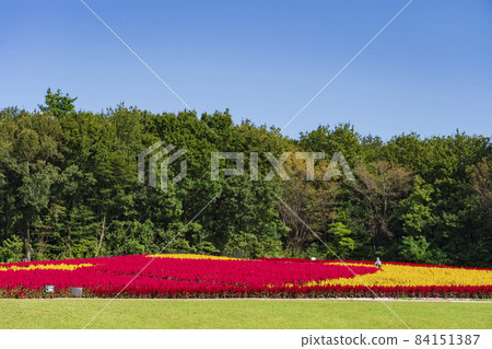 [Saitama Prefecture] National Musashi Kyuryo Forest Park West Exit Hiroba Flower Field (Feather Celosia) 84151387
