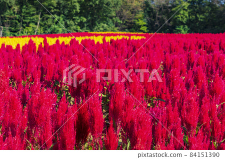 [Saitama Prefecture] National Musashi Kyuryo Forest Park West Exit Hiroba Flower Field (Feather Celosia) 84151390