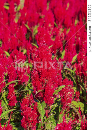 [Saitama Prefecture] National Musashi Kyuryo Forest Park West Exit Hiroba Flower Field (Feather Celosia) 84151392