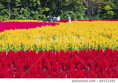 [Saitama Prefecture] National Musashi Kyuryo Forest Park West Exit Hiroba Flower Field (Feather Celosia) 84151393