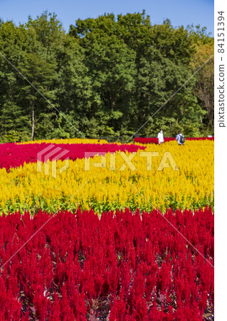 【埼玉縣】國立武藏九龍森林公園西口廣葉花田（羽冠） 84151394