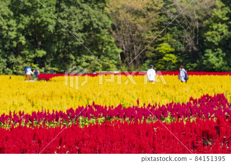 [Saitama Prefecture] National Musashi Kyuryo Forest Park West Exit Hiroba Flower Field (Feather Celosia) 84151395