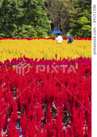 [Saitama Prefecture] National Musashi Kyuryo Forest Park West Exit Hiroba Flower Field (Feather Celosia) 84151396