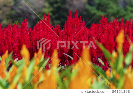 [Saitama Prefecture] National Musashi Kyuryo Forest Park West Exit Hiroba Flower Field (Feather Celosia) 84151398