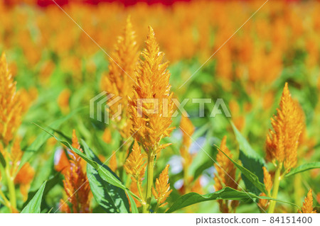 [Saitama Prefecture] National Musashi Kyuryo Forest Park West Exit Hiroba Flower Field (Feather Celosia) 84151400