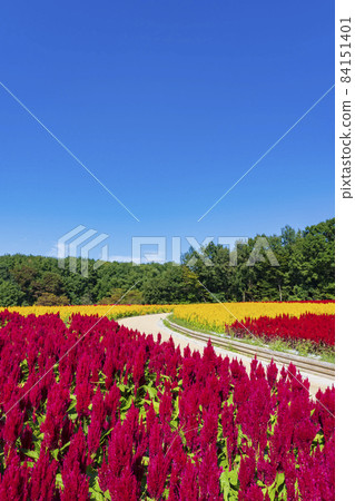 [Saitama Prefecture] National Musashi Kyuryo Forest Park West Exit Hiroba Flower Field (Feather Celosia) 84151401