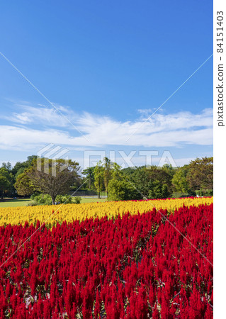[Saitama Prefecture] National Musashi Kyuryo Forest Park West Exit Hiroba Flower Field (Feather Celosia) 84151403