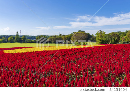[Saitama Prefecture] National Musashi Kyuryo Forest Park West Exit Hiroba Flower Field (Feather Celosia) 84151404