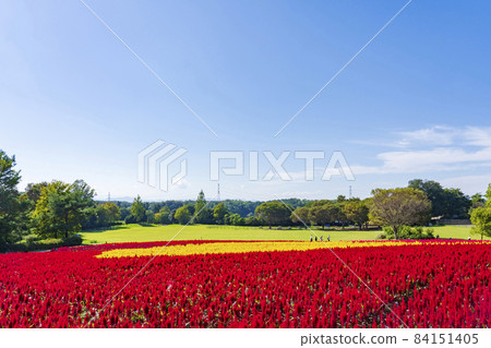 [Saitama Prefecture] National Musashi Kyuryo Forest Park West Exit Hiroba Flower Field (Feather Celosia) 84151405