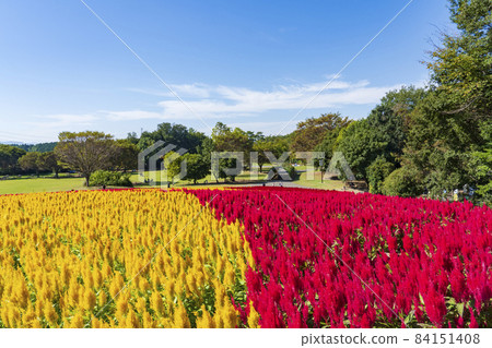 [Saitama Prefecture] National Musashi Kyuryo Forest Park West Exit Hiroba Flower Field (Feather Celosia) 84151408
