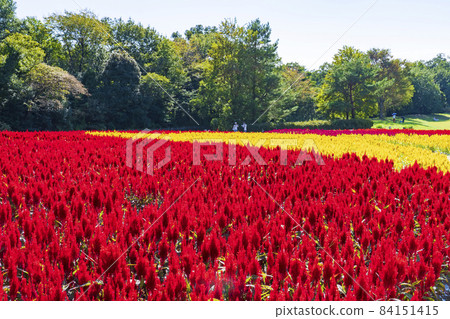 [Saitama Prefecture] National Musashi Kyuryo Forest Park West Exit Hiroba Flower Field (Feather Celosia) 84151415