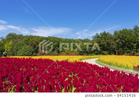 [Saitama Prefecture] National Musashi Kyuryo Forest Park West Exit Hiroba Flower Field (Feather Celosia) 84151416