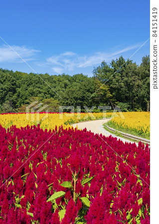 【埼玉縣】國立武藏九龍森林公園西口廣葉花田（羽冠） 84151419