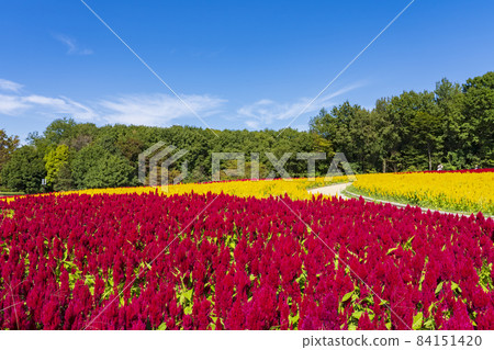 [Saitama Prefecture] National Musashi Kyuryo Forest Park West Exit Hiroba Flower Field (Feather Celosia) 84151420
