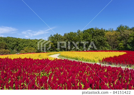 [Saitama Prefecture] National Musashi Kyuryo Forest Park West Exit Hiroba Flower Field (Feather Celosia) 84151422