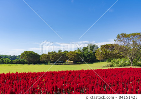 [Saitama Prefecture] National Musashi Kyuryo Forest Park West Exit Hiroba Flower Field (Feather Celosia) 84151423