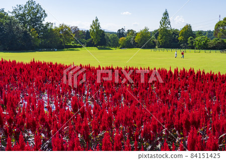[Saitama Prefecture] National Musashi Kyuryo Forest Park West Exit Hiroba Flower Field (Feather Celosia) 84151425