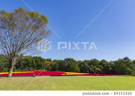 [Saitama Prefecture] National Musashi Kyuryo Forest Park West Exit Hiroba Flower Field (Feather Celosia) 84151426