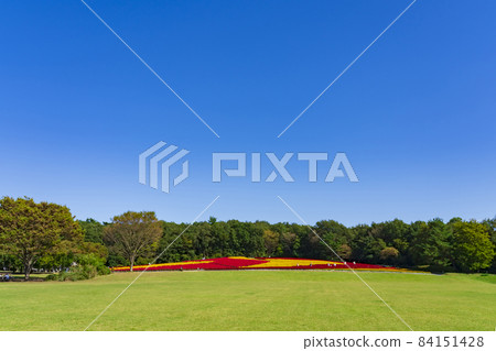 [Saitama Prefecture] National Musashi Kyuryo Forest Park West Exit Hiroba Flower Field (Feather Celosia) 84151428