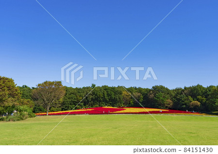 [Saitama Prefecture] National Musashi Kyuryo Forest Park West Exit Hiroba Flower Field (Feather Celosia) 84151430