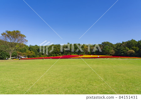 [Saitama Prefecture] National Musashi Kyuryo Forest Park West Exit Hiroba Flower Field (Feather Celosia) 84151431