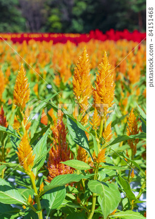 [Saitama Prefecture] National Musashi Kyuryo Forest Park West Exit Hiroba Flower Field (Feather Celosia) 84151468