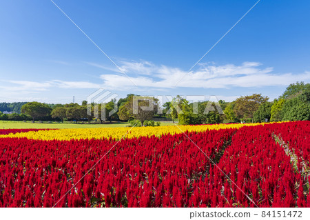 [Saitama Prefecture] National Musashi Kyuryo Forest Park West Exit Hiroba Flower Field (Feather Celosia) 84151472