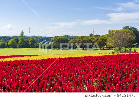 [Saitama Prefecture] National Musashi Kyuryo Forest Park West Exit Hiroba Flower Field (Feather Celosia) 84151473