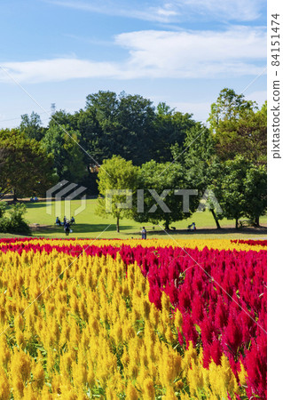 [Saitama Prefecture] National Musashi Kyuryo Forest Park West Exit Hiroba Flower Field (Feather Celosia) 84151474