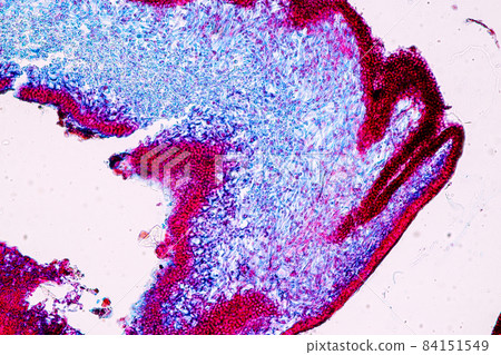 Characteristics of Lichen, hyphae and Symbiotic algae under the microscope for education. 84151549