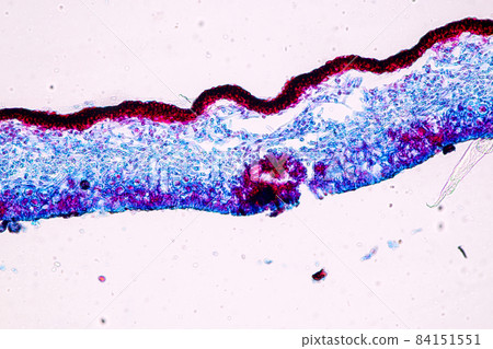 Characteristics of Lichen, hyphae and Symbiotic algae under the microscope for education. 84151551