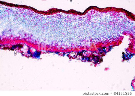 Characteristics of Lichen, hyphae and Symbiotic algae under the microscope for education. Characteristics of Lichen, hyphae and Symbiotic algae under the microscope for education. 84151556