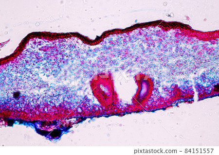 Characteristics of Lichen, hyphae and Symbiotic algae under the microscope for education. Characteristics of Lichen, hyphae and Symbiotic algae under the microscope for education. 84151557