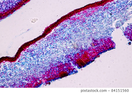 Characteristics of Lichen, hyphae and Symbiotic algae under the microscope for education. Characteristics of Lichen, hyphae and Symbiotic algae under the microscope for education. 84151560