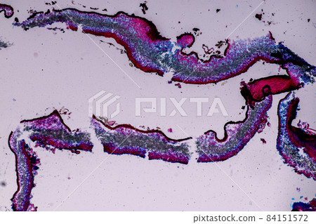 Characteristics of Lichen, hyphae and Symbiotic algae under the microscope for education. Characteristics of Lichen, hyphae and Symbiotic algae under the microscope for education. 84151572