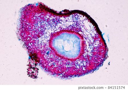 Characteristics of Lichen, hyphae and Symbiotic algae under the microscope for education. Characteristics of Lichen, hyphae and Symbiotic algae under the microscope for education. 84151574