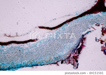 Characteristics of Lichen, hyphae and Symbiotic algae under the microscope for education. 84151581