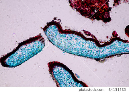 Characteristics of Lichen, hyphae and Symbiotic algae under the microscope for education. Characteristics of Lichen, hyphae and Symbiotic algae under the microscope for education. 84151583